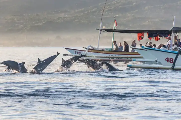 lovina dolphin tour north bali